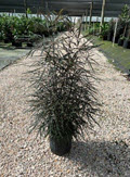 10" Aralia False